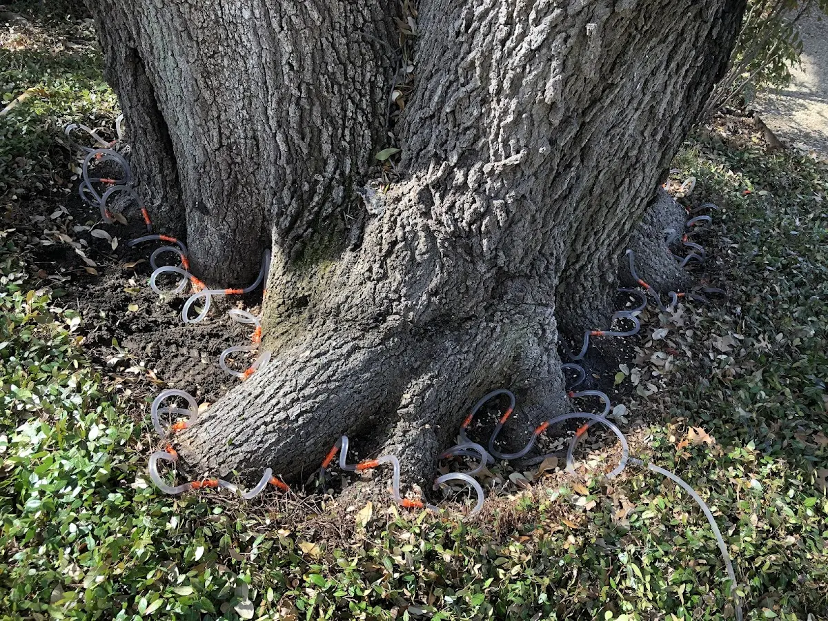 Detailed Tree Cabling and Bracing job site in Mc Williams