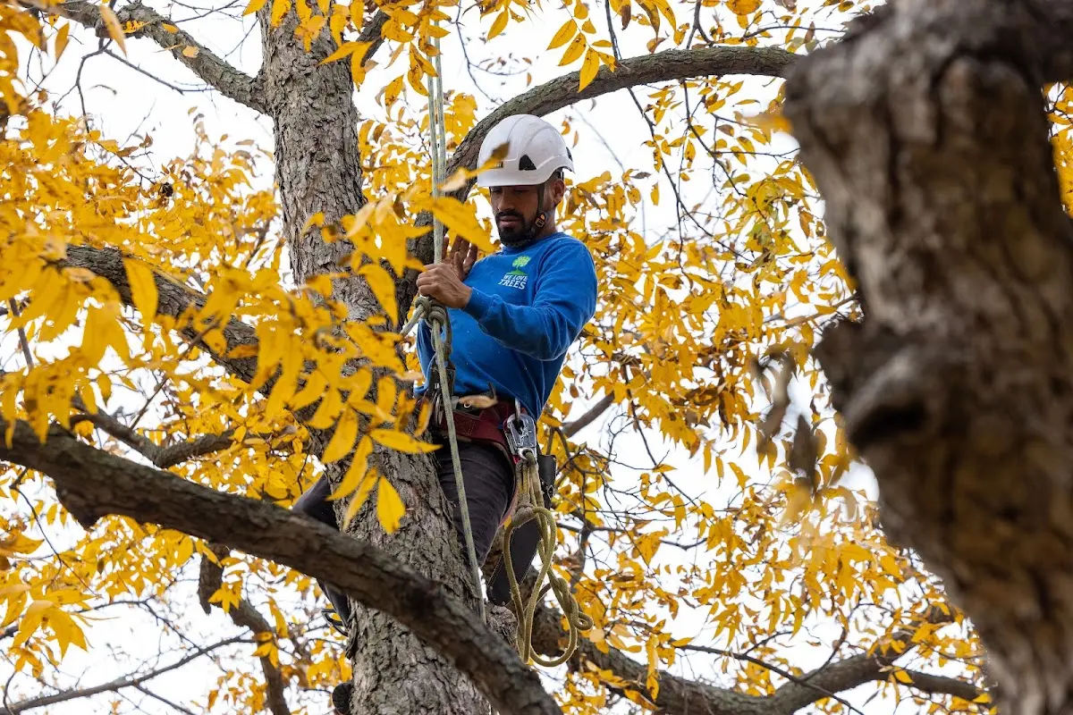 Skilled Tree Trimming crew working in Mc Williams