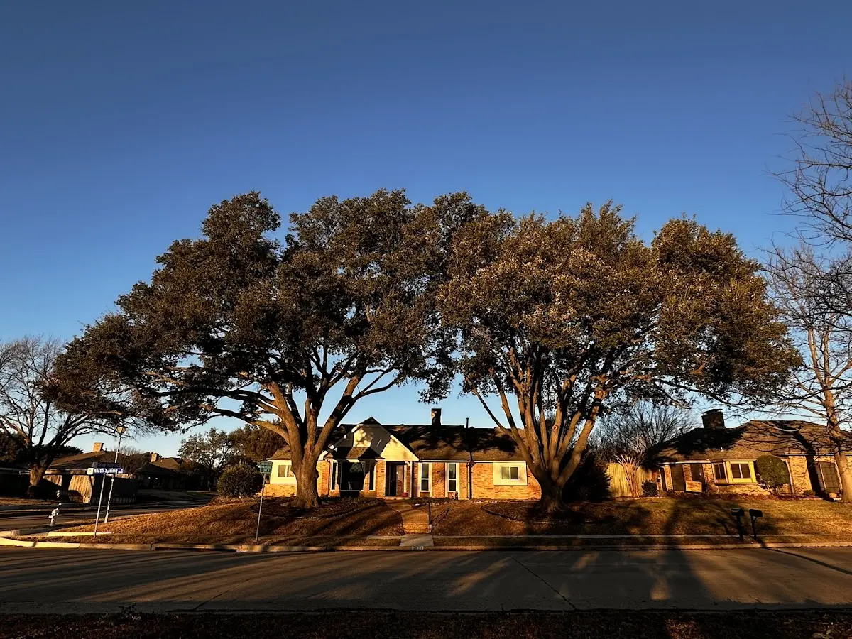 Established residential canopy tree shading a home in Mc Williams